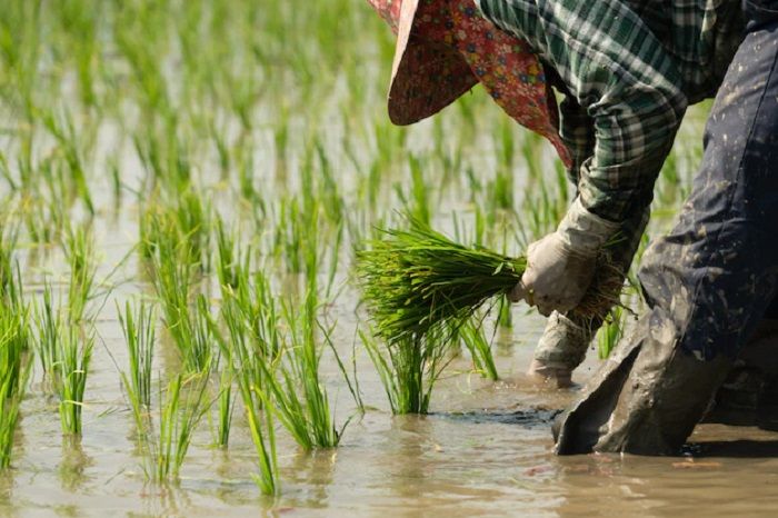 Tubar O Ser Sede Da Abertura Oficial Da Colheita Do Arroz De Sc