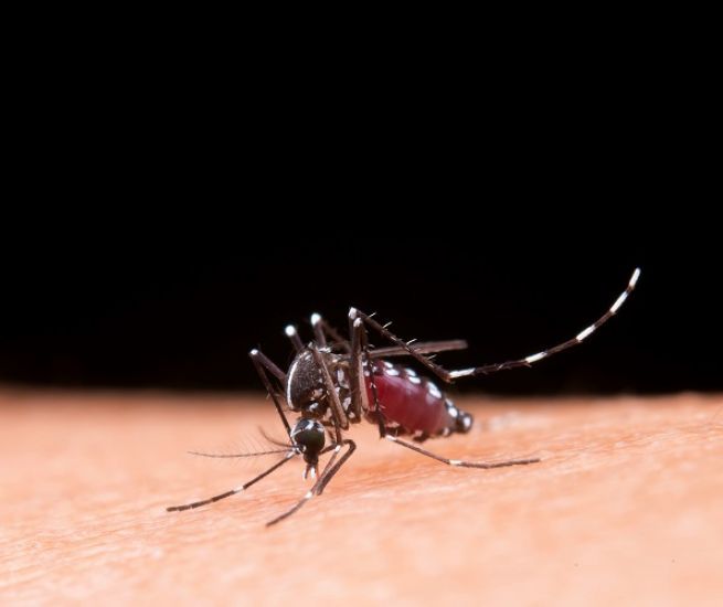 Anvisa alerta sobre repelentes adequados contra o mosquito da dengue