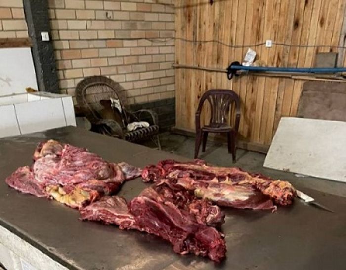 Polícia encontra abatedouro de cavalo, carne era vendida